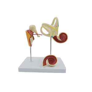 Insan kulak anatomisi 3D modeli ekran dış orta İç kulak modeli tabanı ile 3 adet 2 çıkarılabilir - Product Image 4