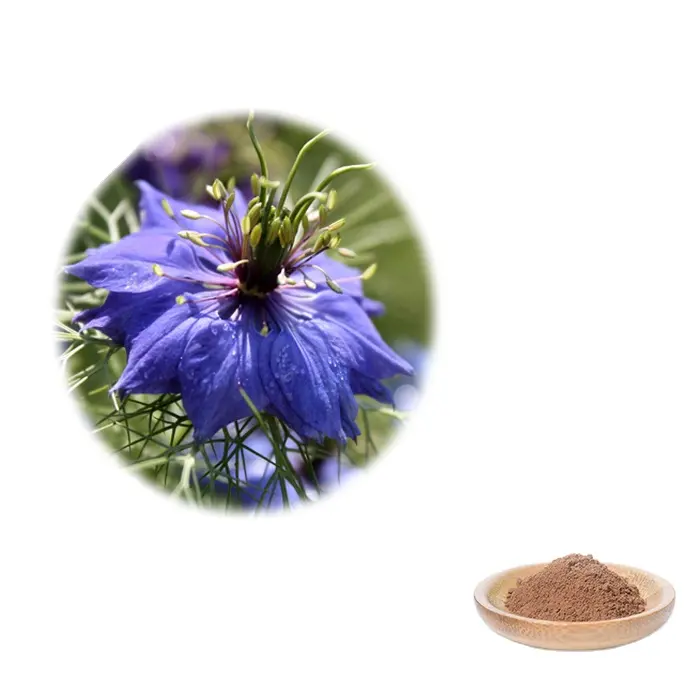 Factory Price Nigella Sativa Powder Extract Nigella Sativa P.E. Black Cumin Seed Powder