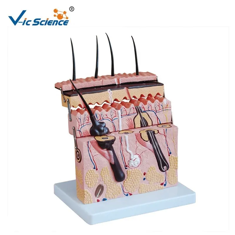 Modelo anatômico médico da pele do pvc, modelo para ensino de alta qualidade em ciências biomédicas