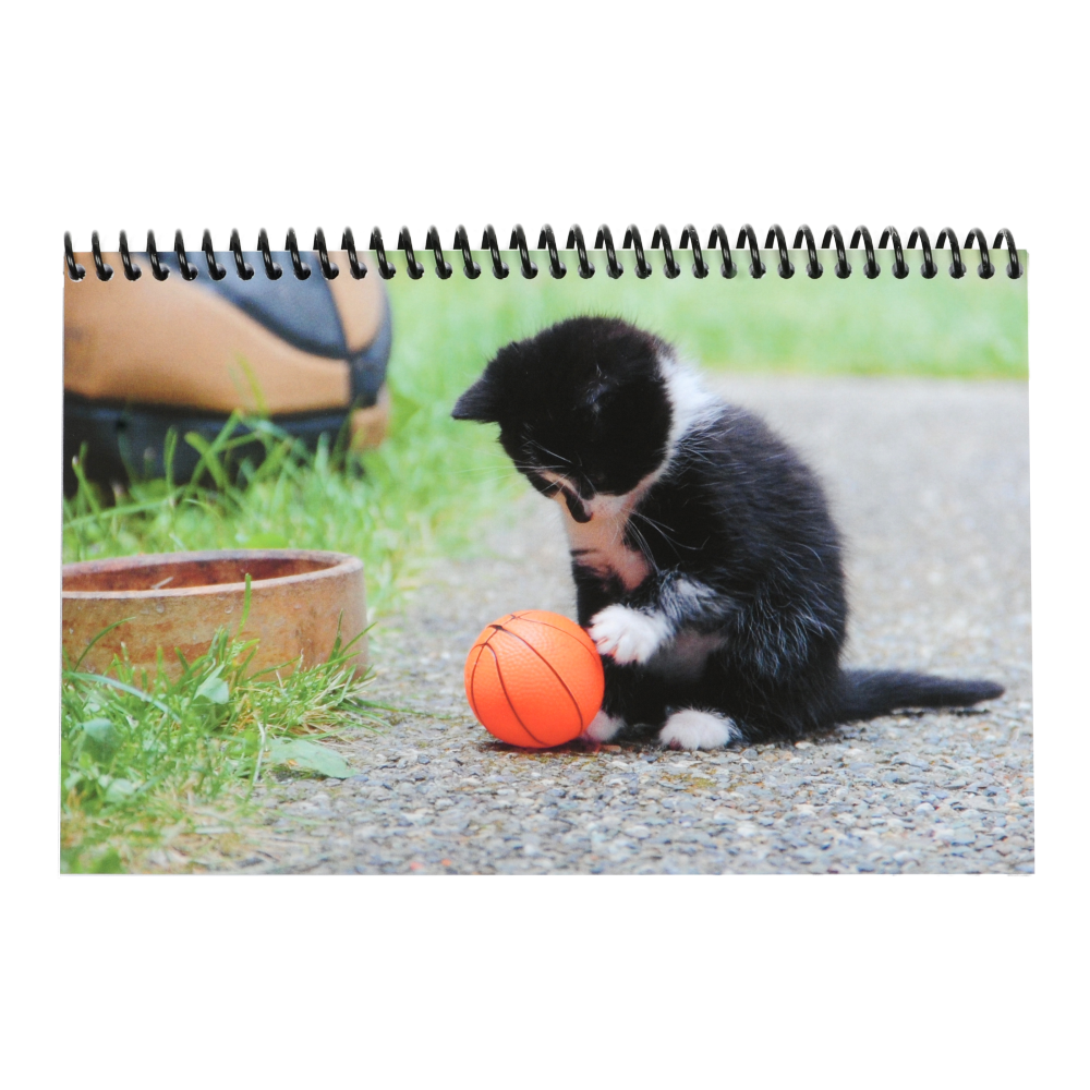 Kitten