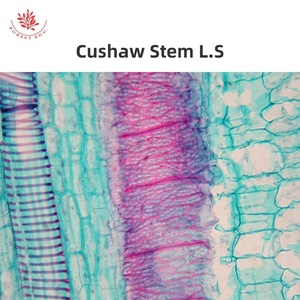 植物顕微鏡スライド生物学準備スライド植物学スライド高透明ガラス実験室使用 - Product Image 3