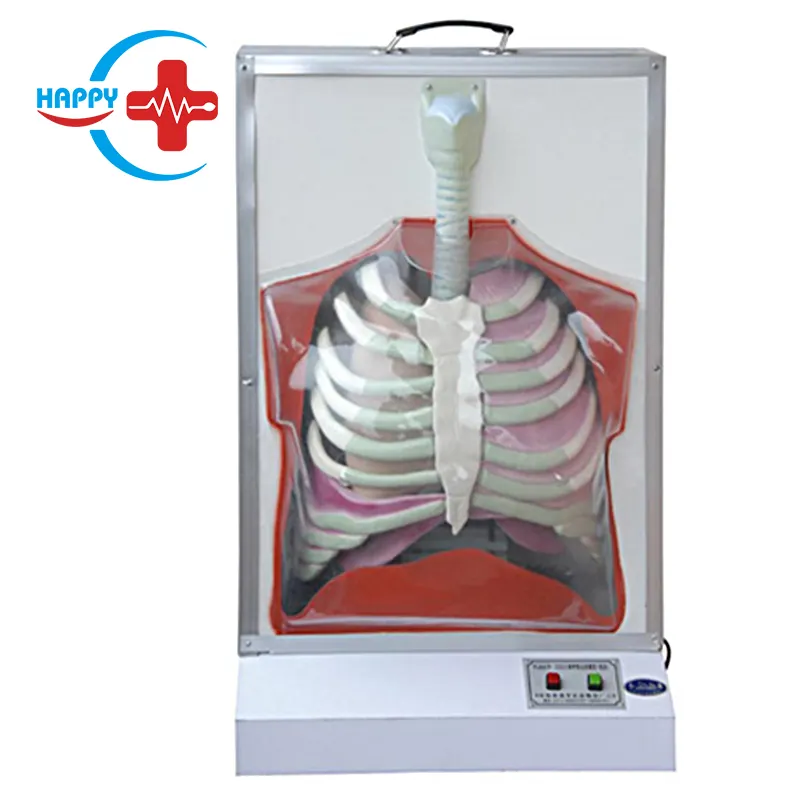 HC-S282 humanos eléctrico sistema Respiratorio/modelo/biológico enseñanza de anatomía modelo