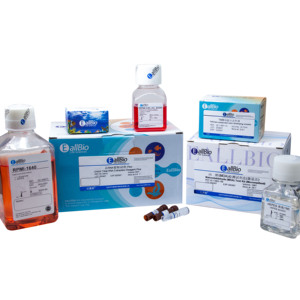 Kan yüksek yoğunluklu lipoprotein kolesterol (HDL-C) enzim testi kiti 02.12946 - Product Image 1