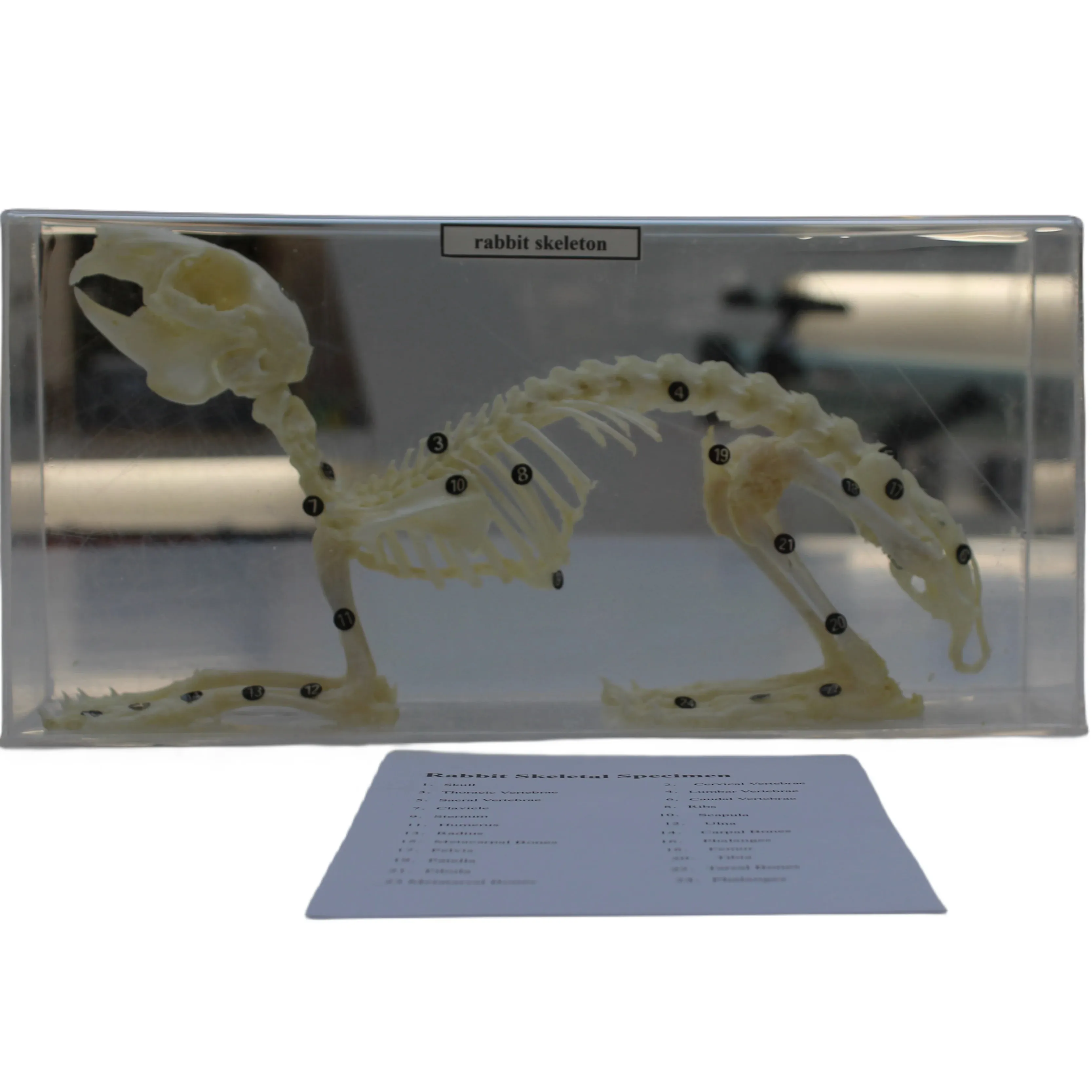Gli esemplari scheletrici animali di alta qualità sono utilizzati per lo studio sperimentale nelle scuole, esemplare dello scheletro del coniglio