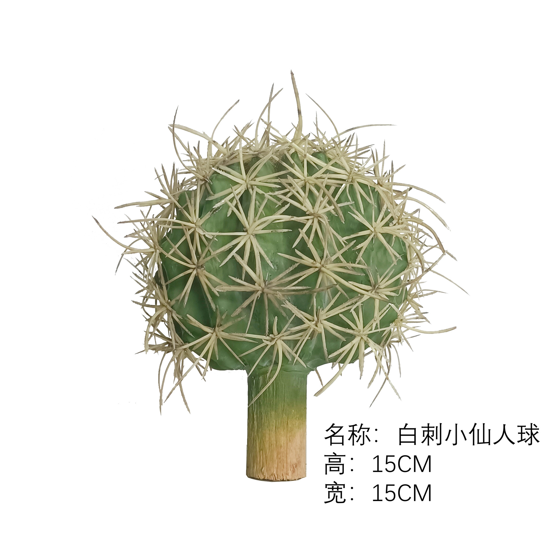 Pequeño cactus de espinas blancas