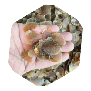Satılık ücretsiz örnek tıbbi kabuklu deniz hayvanı kabuğu - Product Image 4