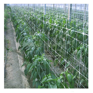 factory price cucumber <strong>net</strong> pea bean <strong>net</strong> <strong>tomato</strong> <strong>net</strong> - Product Image 4