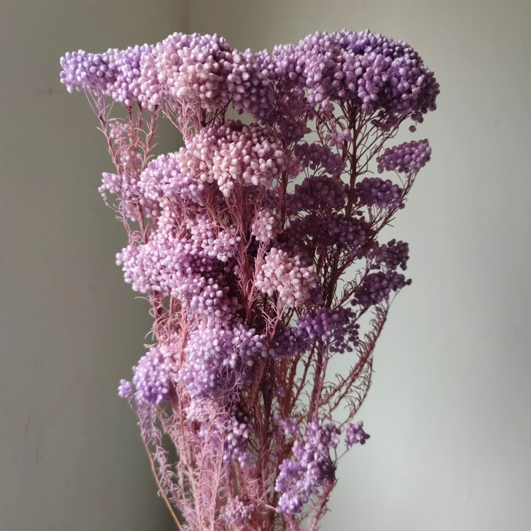 Rosa sbiancato viola