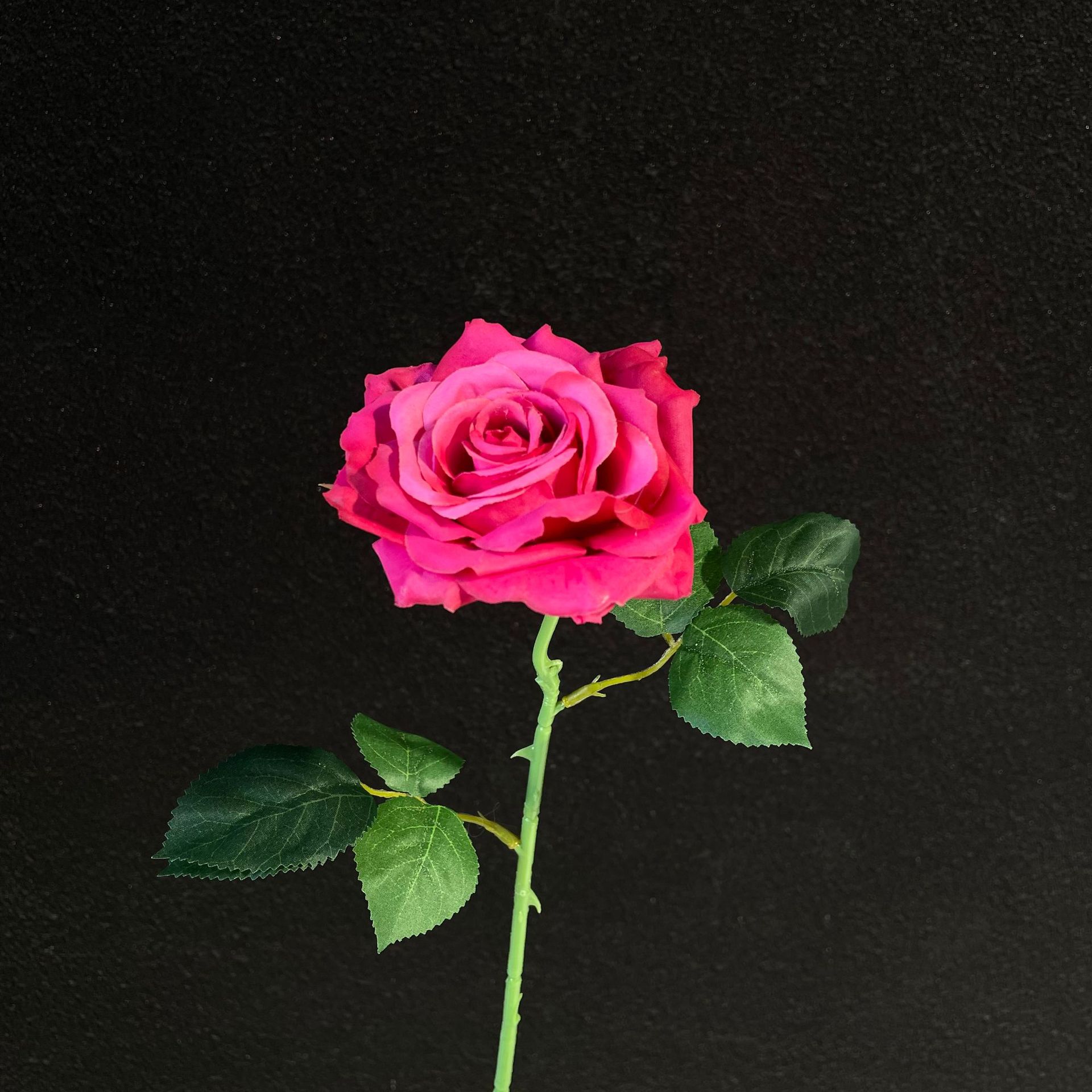 Rose red camellia rose