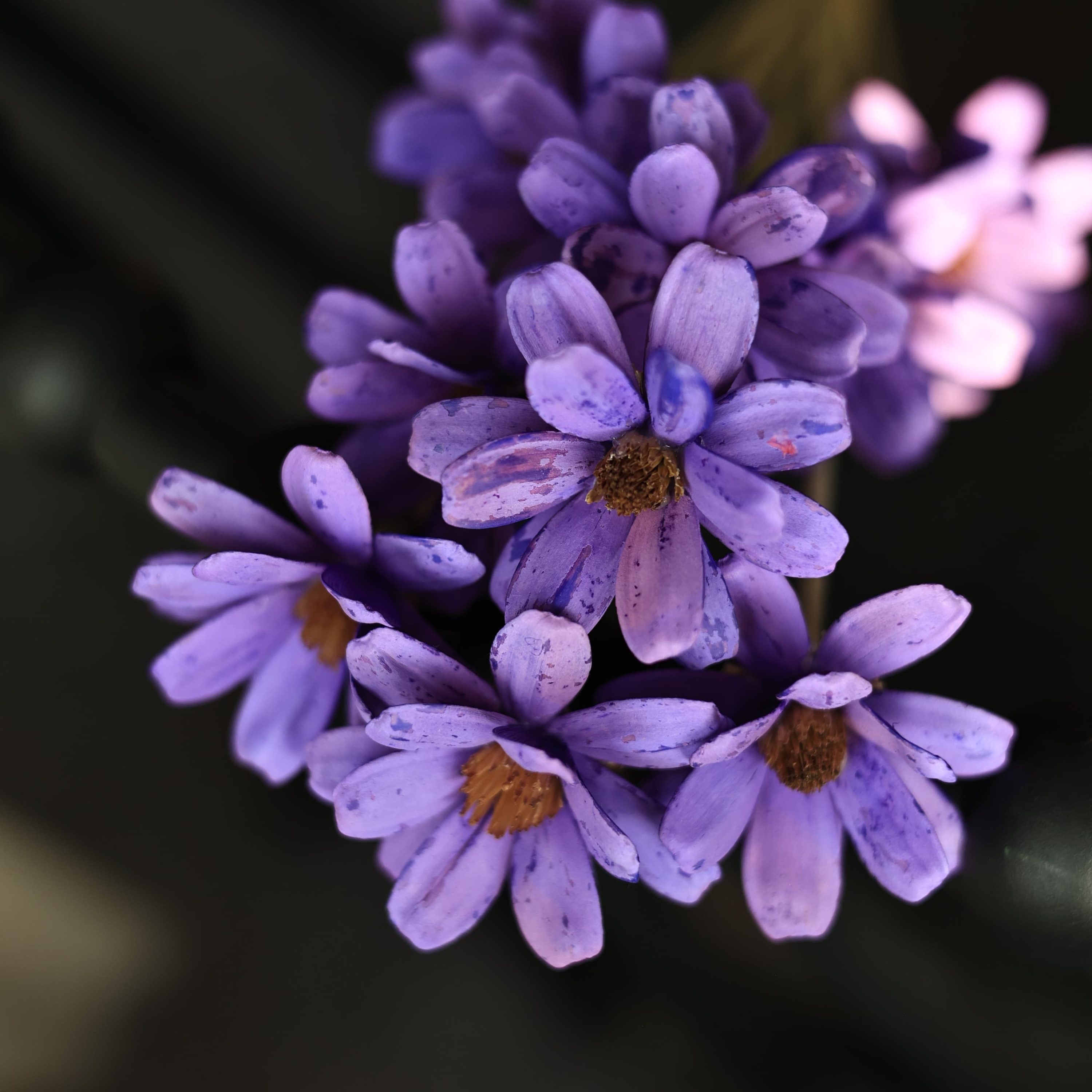 Viola