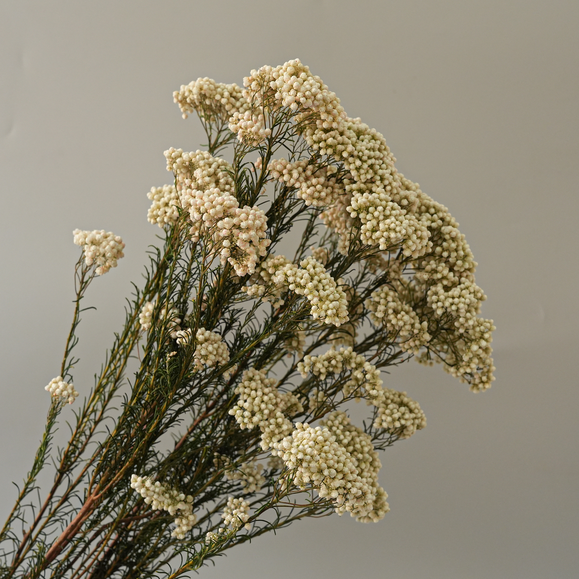 Green stem white-85g