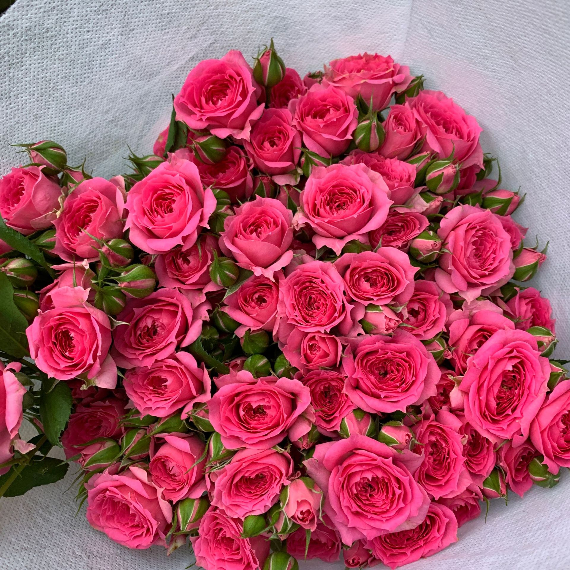 Sophie baby multi-head rose-10 sticks
