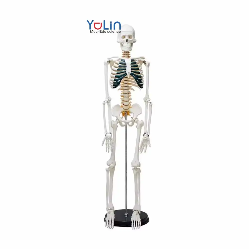 Medizinische Wissenschaft 85cm Skelett modell mit und Blutgefäßen Skelett modell 85cm Menschliches Modell mit bestem Preis