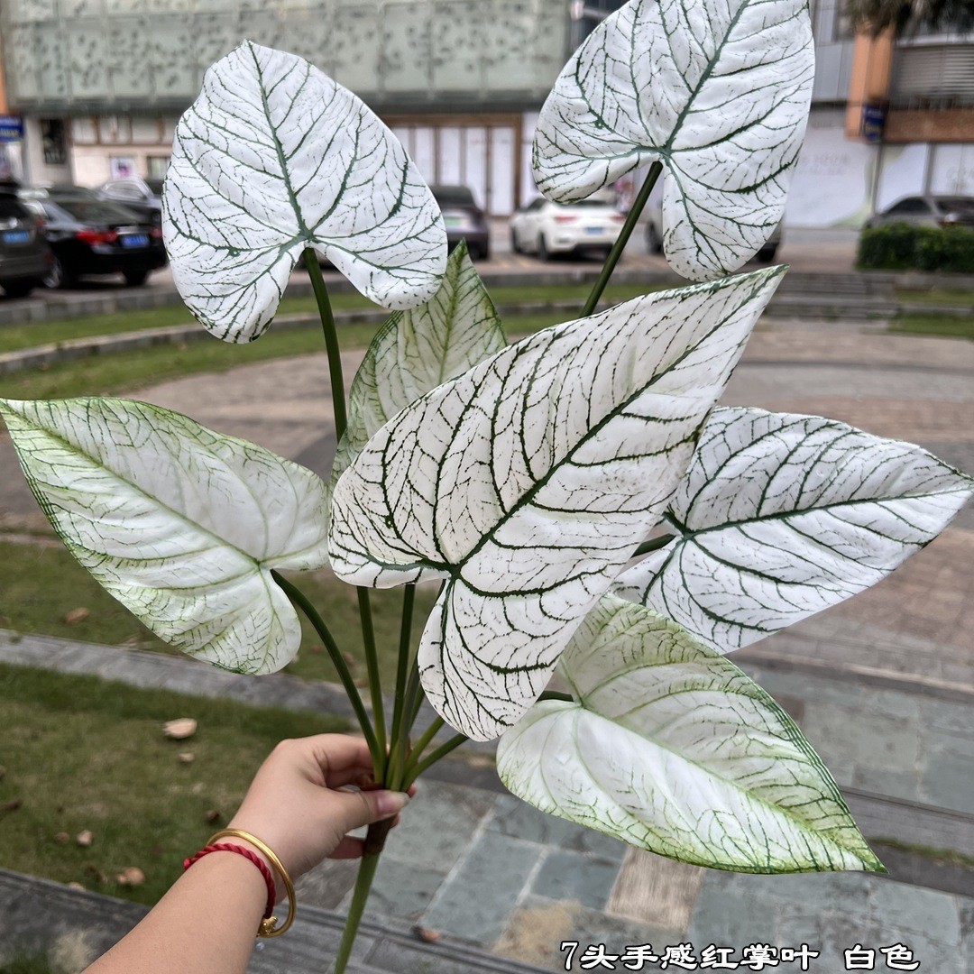 7 hojas de anturio rojo con detalles en blanco