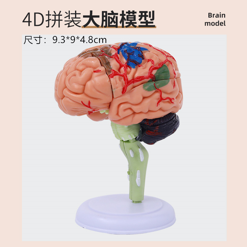 4D Assembly Mini Brain Model