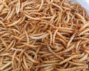 High Protein Mealworm Tartaruga e peixe de alta qualidade alimentam larva amarela seca - Product Image 1