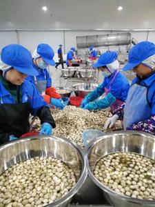 Nấm đóng hộp nút nấm đóng hộp thái lát trong nước muối nhà máy nguyên liệu - Product Image 6