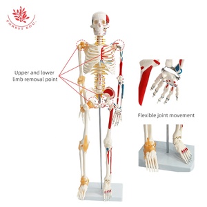 85cm insan anatomik iskelet modeli FRT011 bir tarafı bağ modeli insan bir tarafı kas modeli - Product Image 6