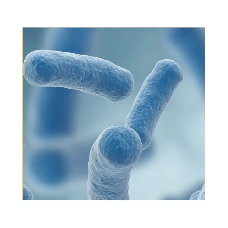 Lactobacillus Gasseri-Potenciador del sistema inmunológico, probióticos en polvo de materia prima, probióticos en polvo, para uso en el sistema inmunológico
