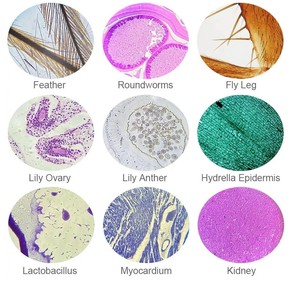 100% Nhà Máy Y Tế Khoa Học Giáo Dục Chuyên Nghiệp Nguồn Cung Cấp 30 Các Loại Thiết Lập Thực Vật Phôi Thai Và Trái Cây Kính Hiển Vi Slide - Product Image 4