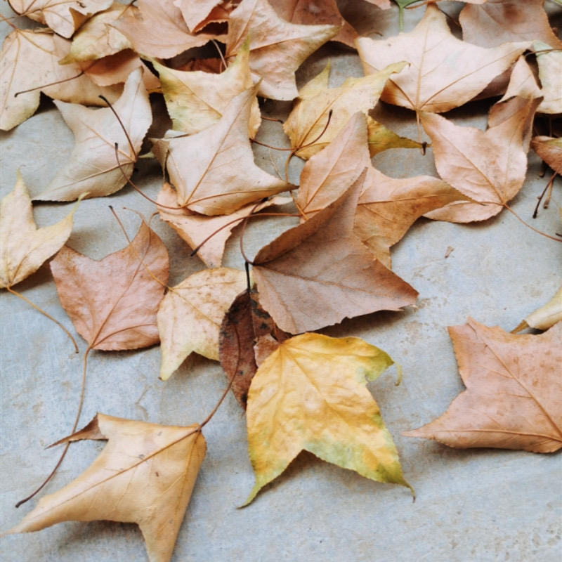 Mix and match 5 pounds of leaves