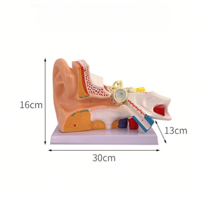 Kulak anatomisi modeli tıbbi öğretim araçları 3D anatomik modeller Otology eğitim yardımları öğrenciler için insan kulak modeli - Product Image 6