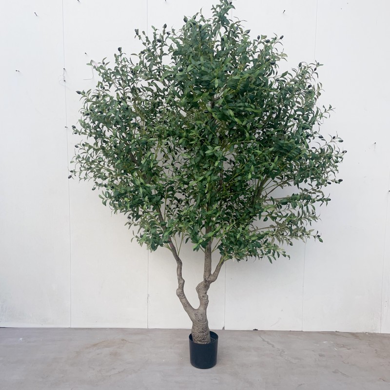 Olivo verde de 230 cm (sin maceta)
