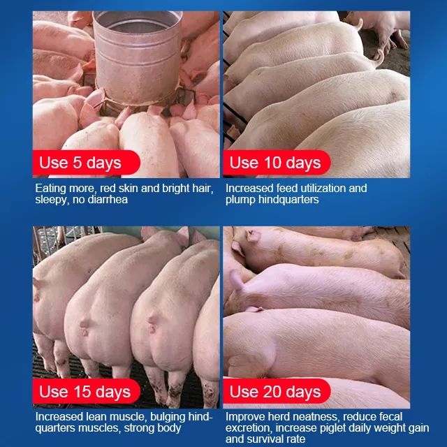 إضافات غذائية من الدرجة الغذائية الخاصة لعلف الحيوانات والخنازير الحيوانية