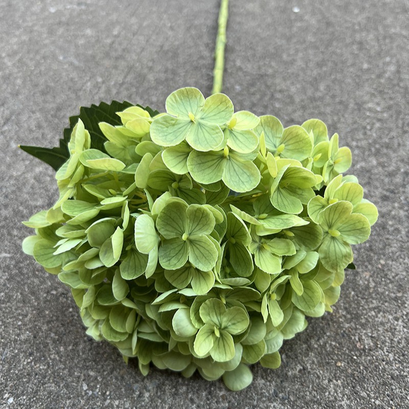 5 #176 suave sensación Hortensia-verde