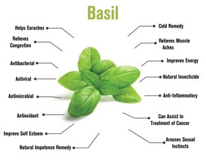 Top Grade Sweat <strong>Basil</strong> Essential <strong>Oil</strong> 1kg Package Used for Made Cosmetic with Best Price - Product Image 6