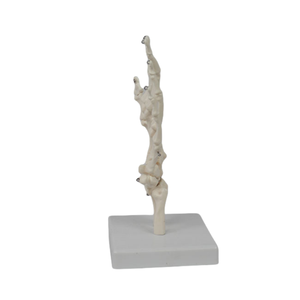 İnsan el eklem iskelet modeli-el kemikleri, Ulna ve yarıçapı ortopedik tıbbi Model beyin - Product Image 5