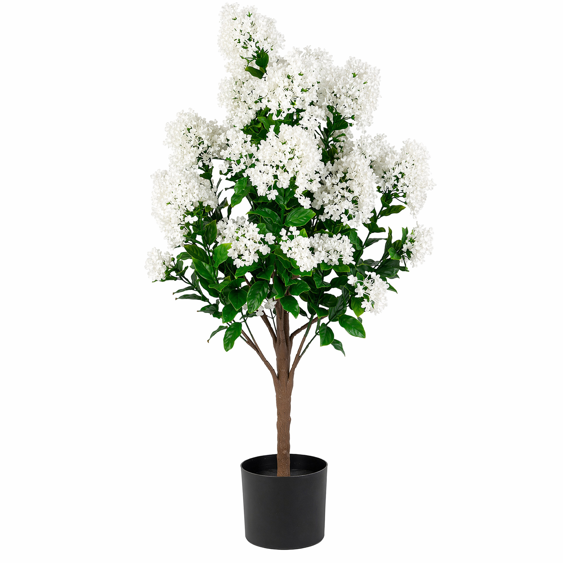 glicine bianco