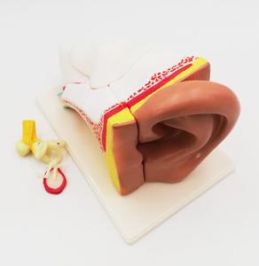 GelsonLab HSBM-197 Insan Kulak Modeli plastik kulak modeli 3 kez 5 parça öğretim kulak modeli - Product Image 5