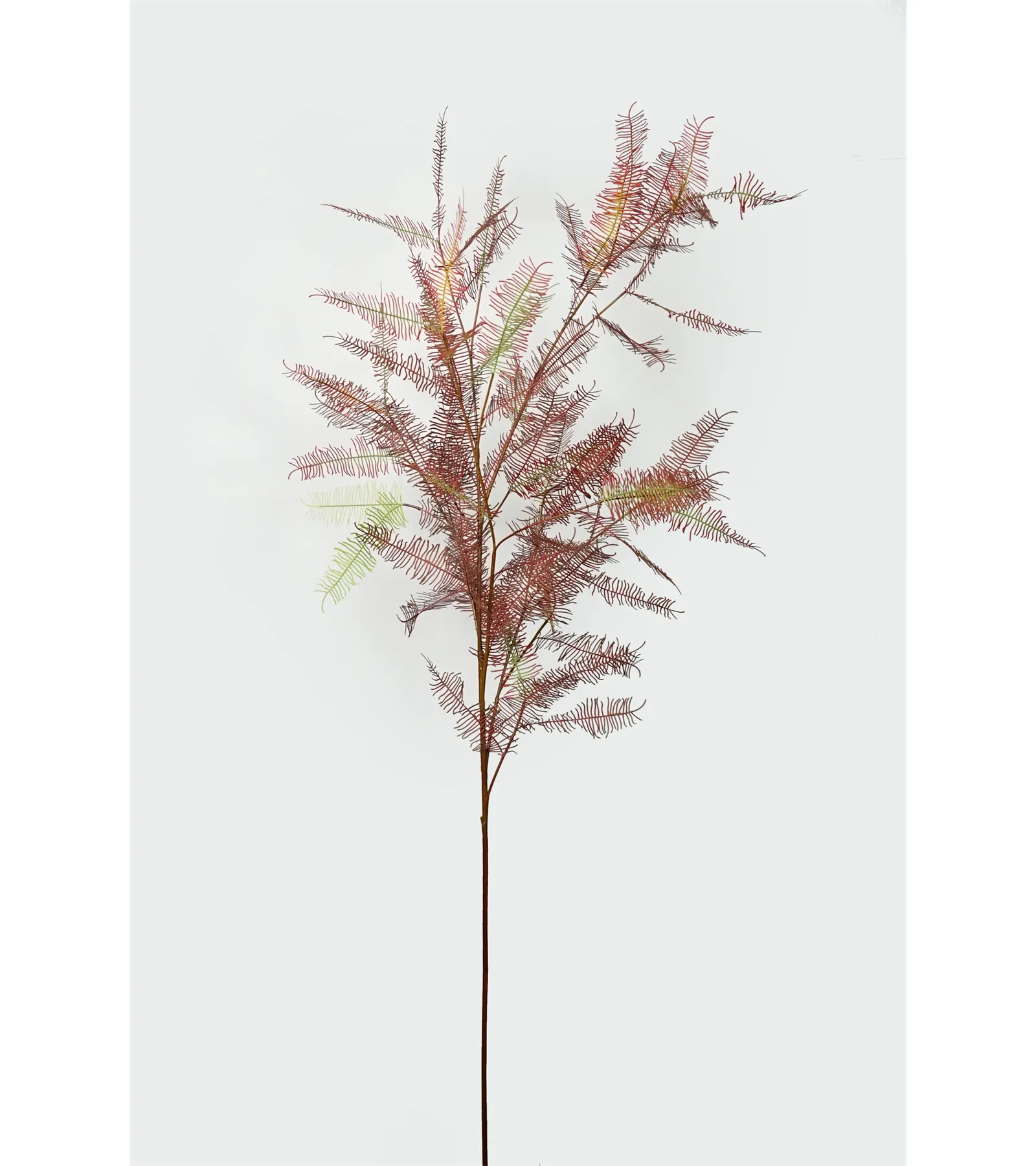Nifloral artificiel Dicranopteris conservé feuilles fraîches Dicranopteris linearis verdure pour la décoration intérieure