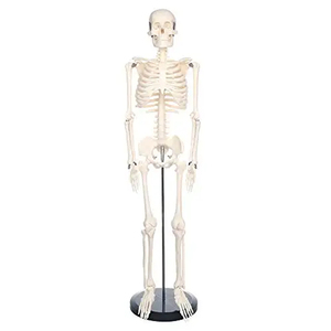 85cm PVC <strong>Human</strong> Body Model Anatomical Skeleton Model for Medical Science Training for Medical Schools and Students <strong>Human</strong> Spine - Product Image 3