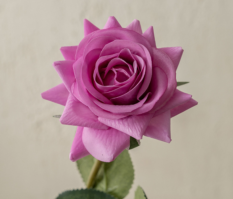 Pourpre