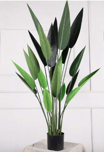 banane canna 140 cm