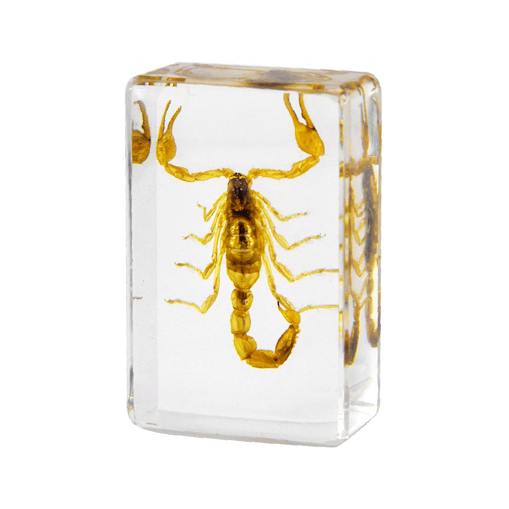 45cm trumpet east asian pincer scorpion