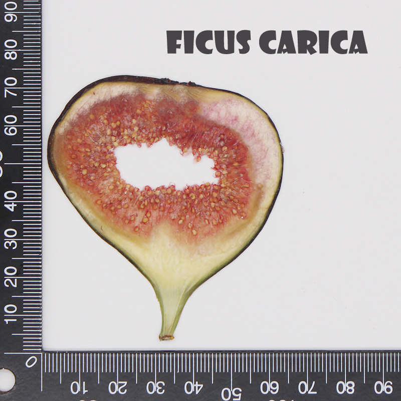 Ficus Carica