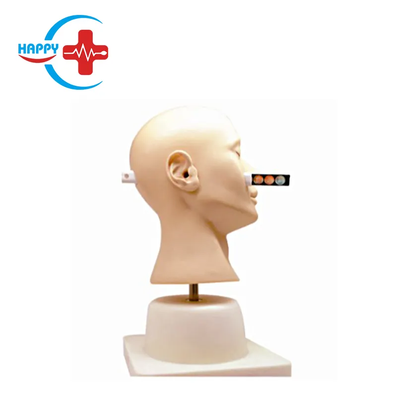 HC-S556 avanzada oído diagnóstico/modelo/examen médico oído/modelo/práctica médica modelo de oreja de simulación