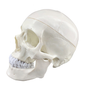 2025 New KRC Teaching Resources Life-size <strong>Human</strong> Skull Model <strong>3</strong> Part Laboratory Removable Skull Articulated Model - Product Image 2