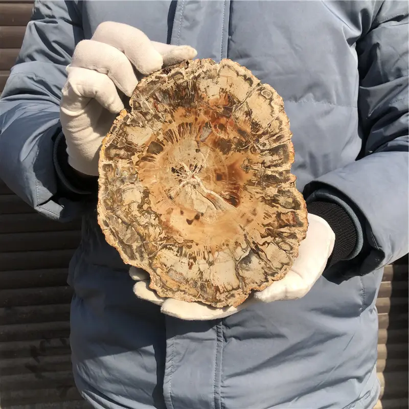 原石スライス標本天然研磨木材化石スラブ