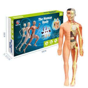 子供のSTEM認知科学教育玩具人体構造モデルパズル-科学 & 工学玩具 - Product Image 3