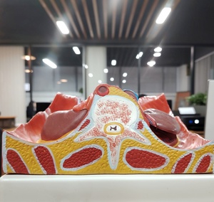 DARHMMY <strong>Human</strong> Anatomical Urinary System Model for Medical Science - Product Image 6