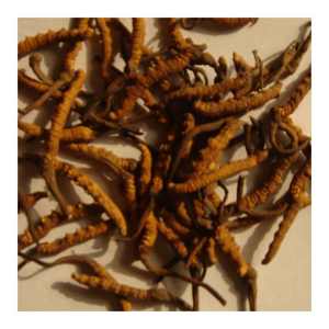 Intero impianto sfuso migliore prezzo secco Cordyceps <span class=keywords><strong>Sinensis</strong></span> estratto capsula Cordyceps polvere di estratto - Product Image 1