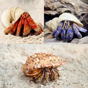 6PCS Large Hermit Crab <strong>Shells</strong> Natural Sea Conch Size 3&quot; - 3.5&quot; Opening Size 1.5&quot; - 2.5&quot; Turbo Seashells - Product Image 2