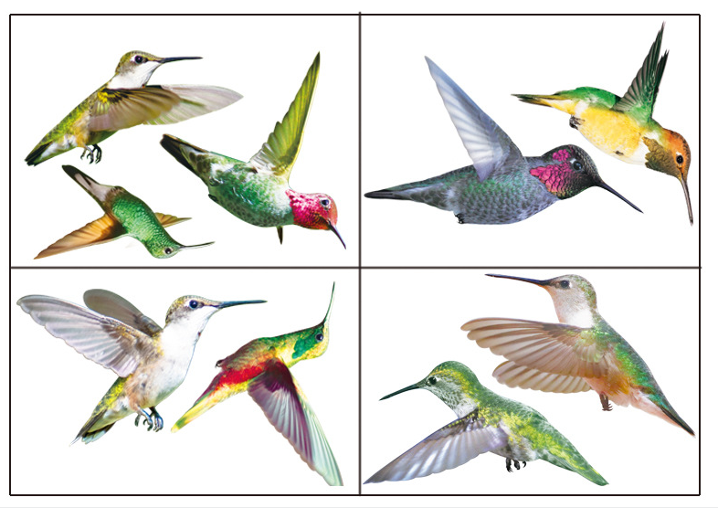 Colibri * 4pc(20*30cm)