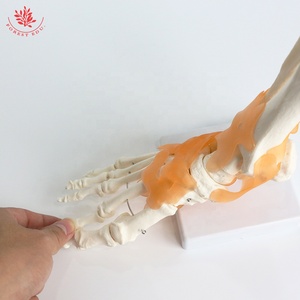 人間の足関節モデルFRT027機能靭帯を含む人間の骨格等身大人間の高度な人工解剖学的モデル - Product Image 6