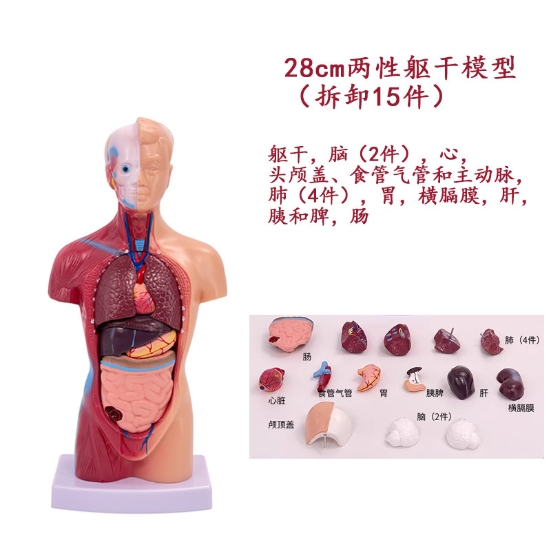 Torso de 26 cm, 15 pièces détachables
