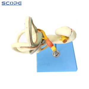 SC-A1057 insan kulak anatomisi öğretim İç kulak labirent büyütülmüş anatomik modeli - Product Image 2